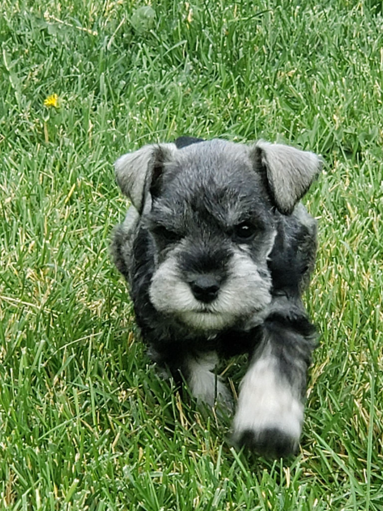 salt and pepper schnauzer puppy running on a lawn