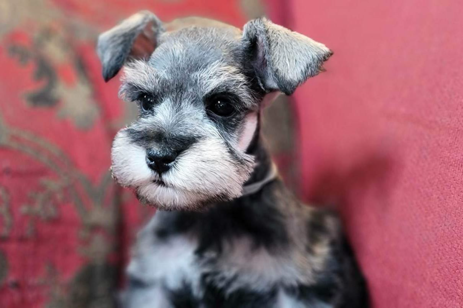 Happy Beard Schnauzers Salt & Pepper Puppy