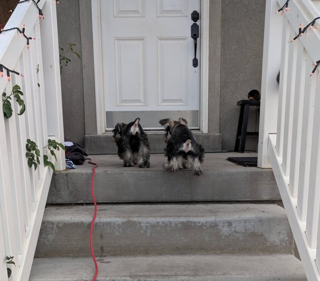 Happy Beard Schnauzers puppies walking up steps