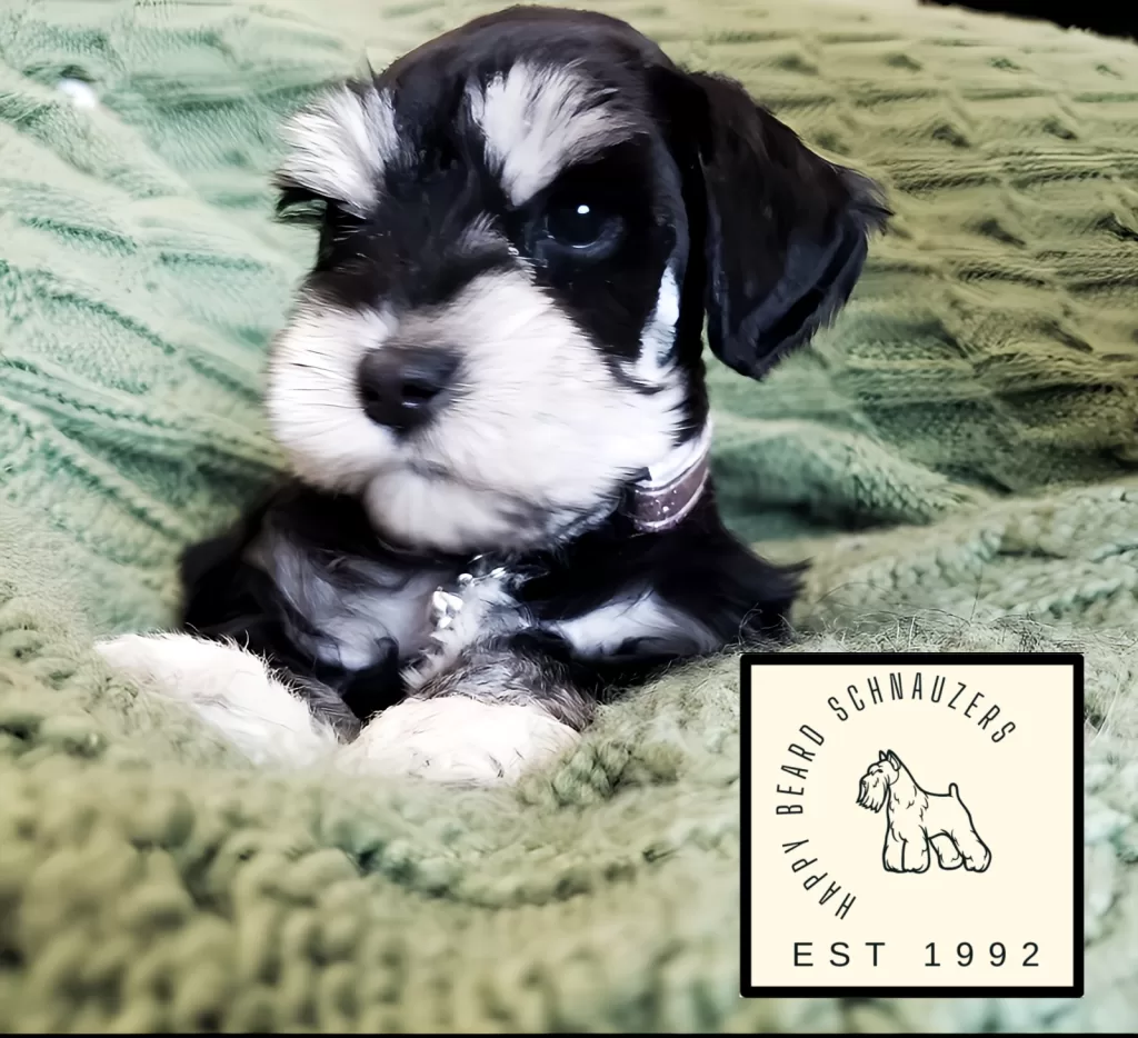 Black and silver miniature schnauzer with Happy Beards Logo