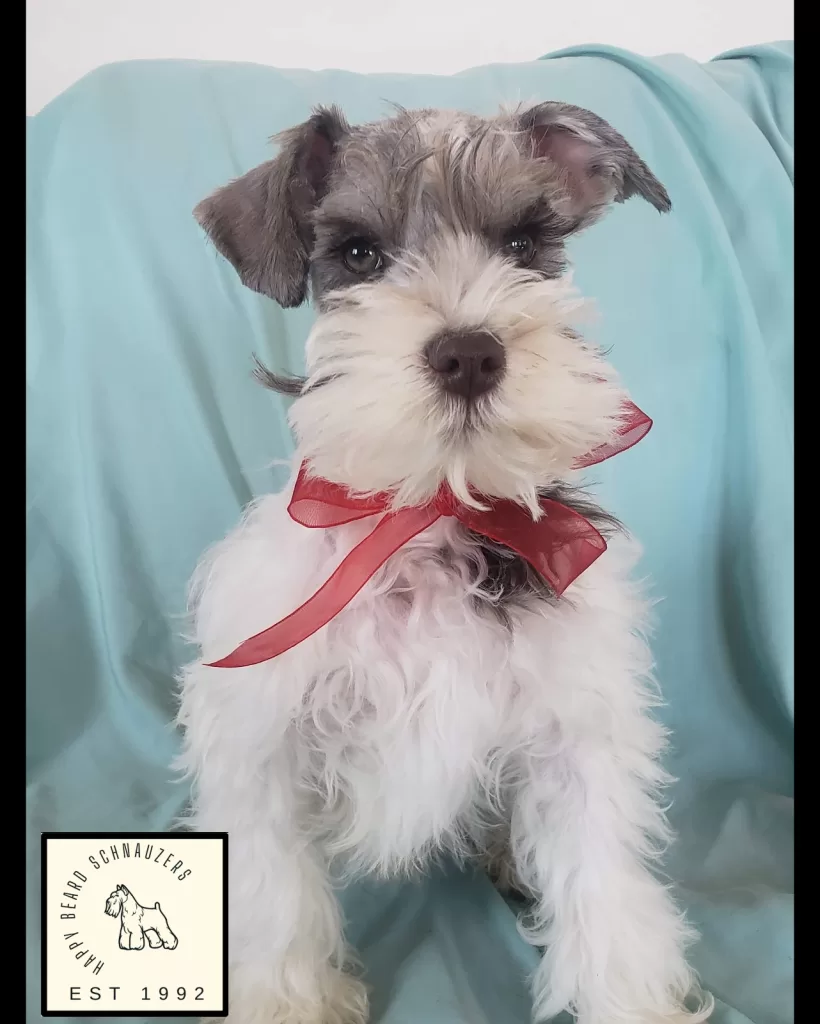 Happy Beard Schnauzers parti liver puppy