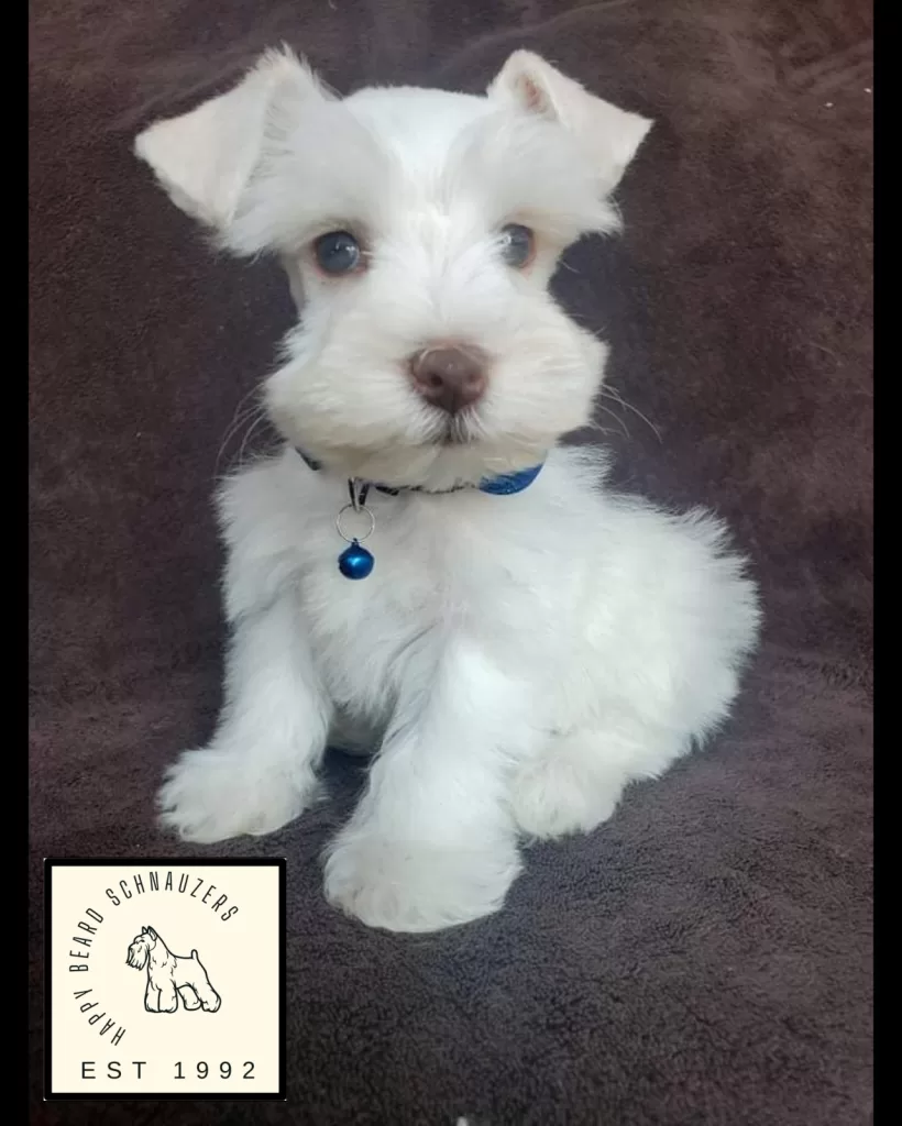 Liver puppy with Happy Beard Schnauzers Logo