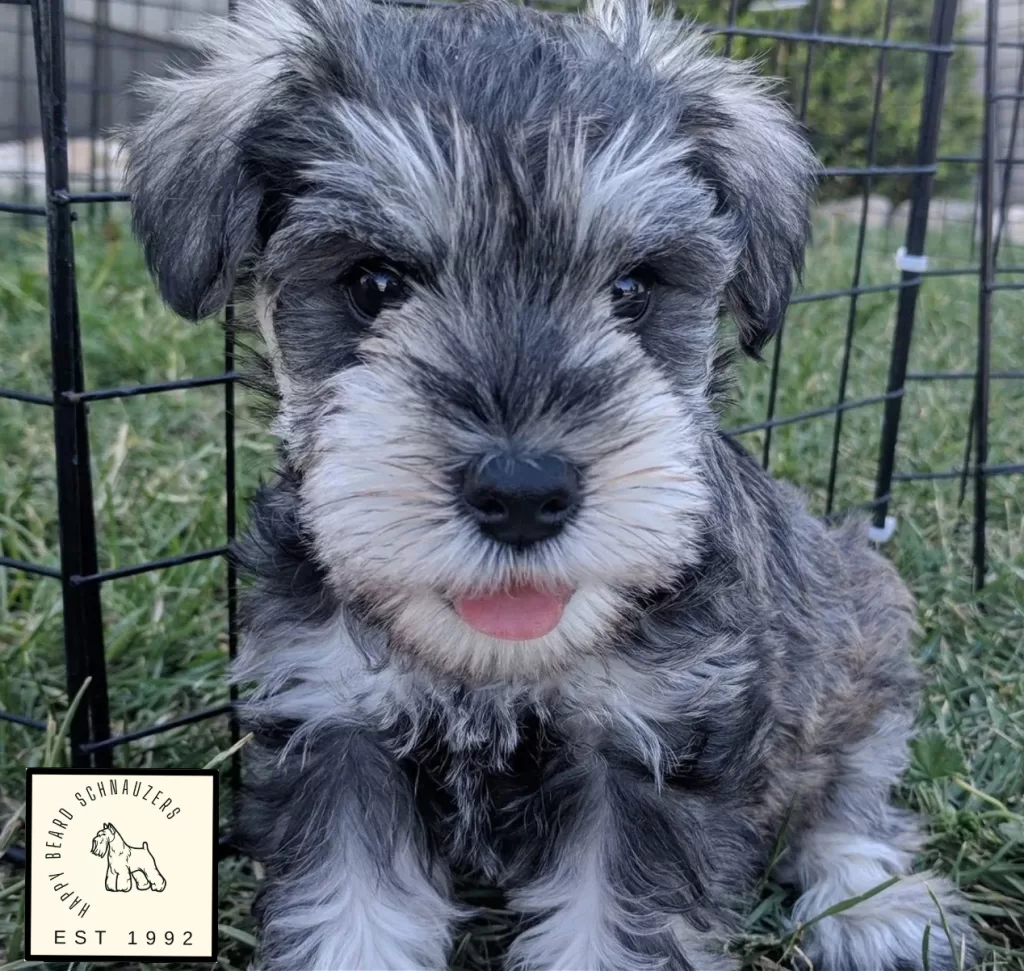 Happy Beard Schnauzer Salt & Pepper Puppy