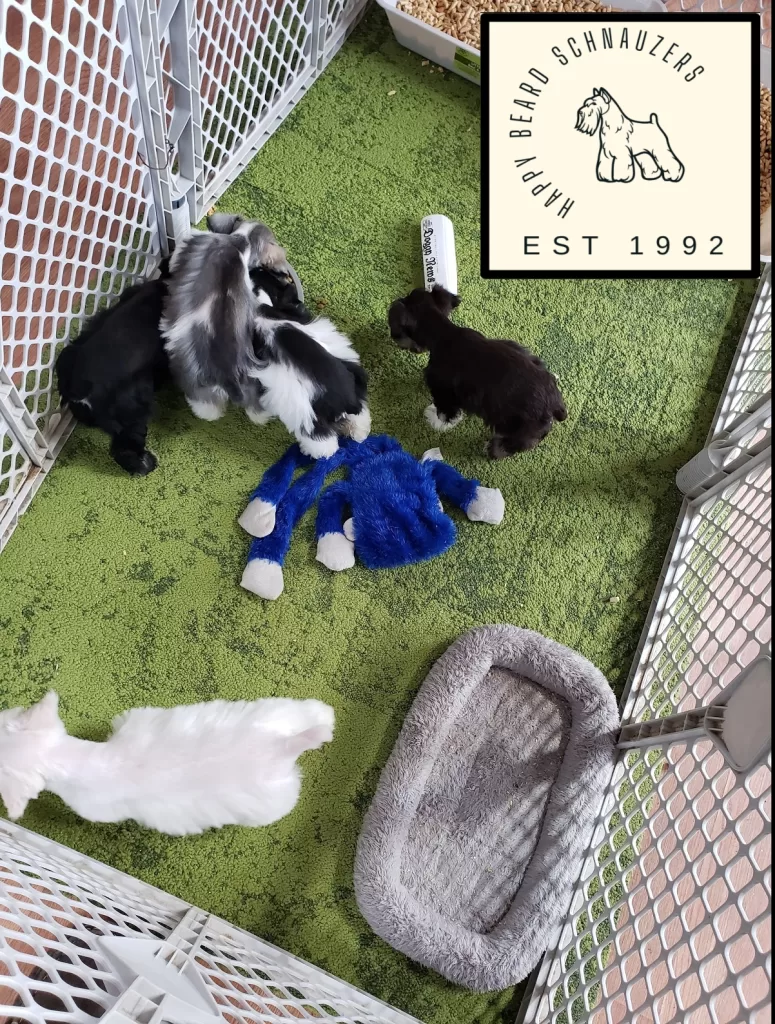 Happy Beard Schnauzers puppies in a super yard