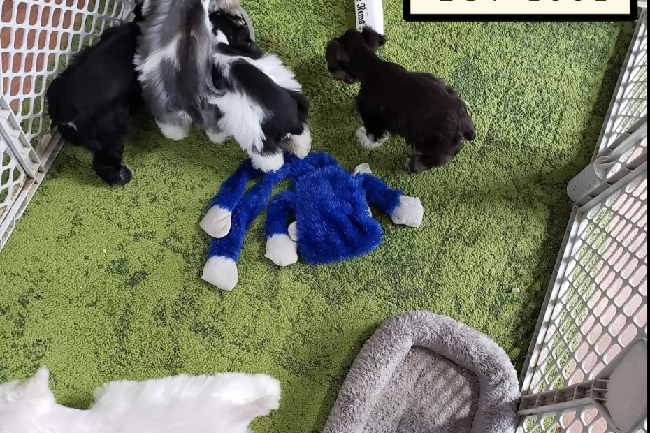 Happy Beard Schnauzers puppies in a super yard