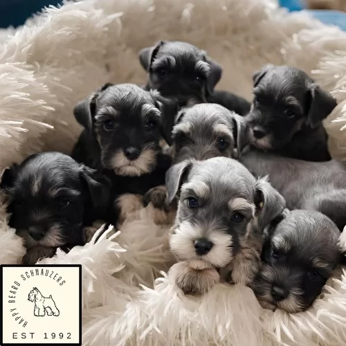 Schnauzer Puppies with Happy Beard Schnauzer Logo