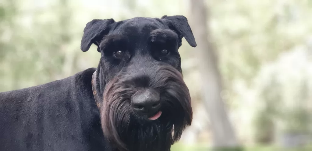 Happy Beard Schnauzers Giant Schnauzer 