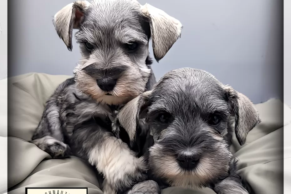 Salt & Pepper Miniature Schnauzer Puppies