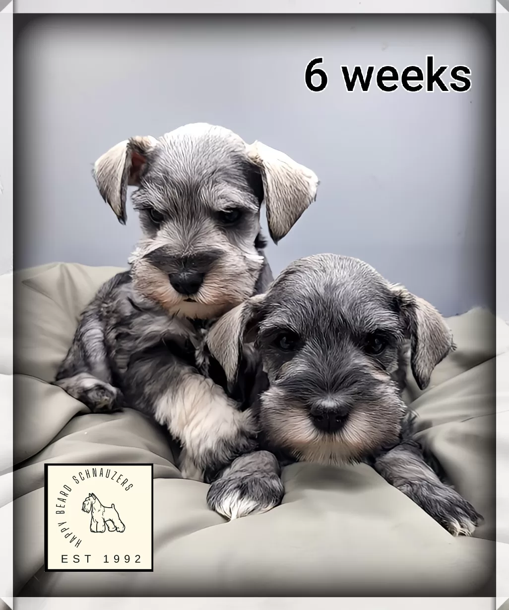 Phantom schnauzer shops puppies