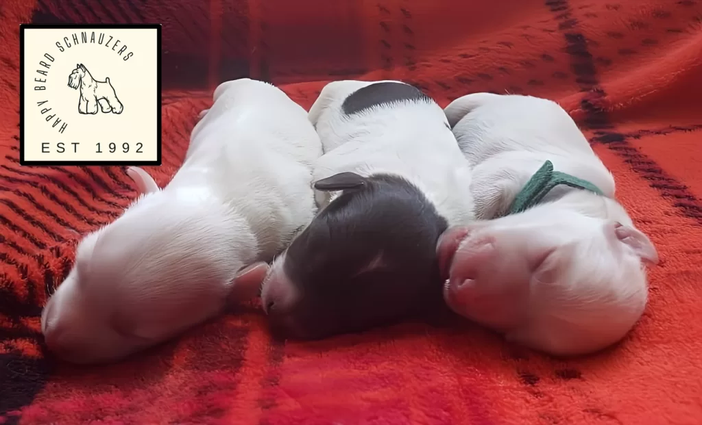 Newborn miniature schnauzer puppies sleeping on a blanket. 2 white schnauzers, and one parti schnauzer puppy