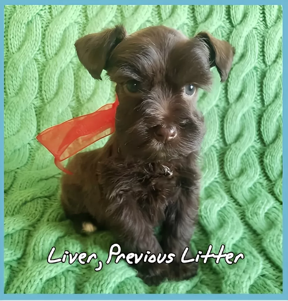 8 week old liver miniature schnauzer puppy on a green blanket with a red bow This image has an empty alt attribute; its file name is uPrHuahwbXdt_whsrH5Wqtvxr6iot6XeiJBM9NOH_CsPwq3y0E5k27DEQKUKCJ_-nwpdRcYrOPA0LZvhEBOJmtzvbhG6jPXdj2fXC_fIHN341fsPlEdZOnR6iF67eyqgLJJefaTWU9Sbwspk38m0rDw