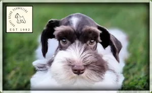 parti male miniature schnauzer