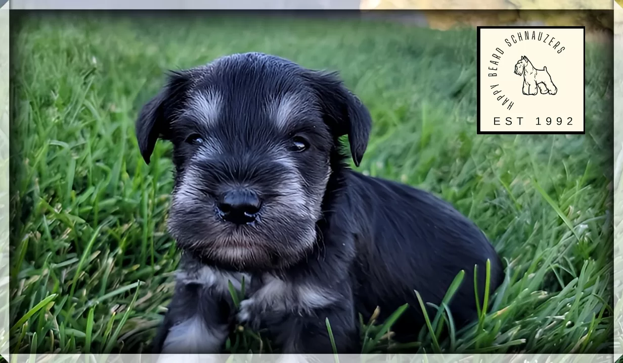 Black & Silver miniature schnauzer puppy