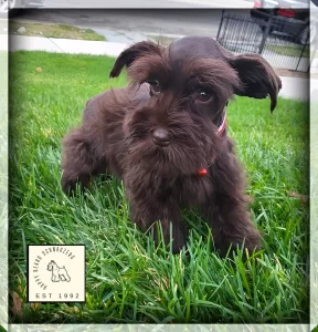 Liver miniature schnauzer puppy on a lawn