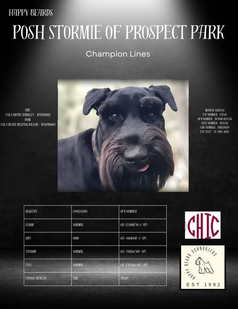 Stormie Black Giant Schnauzer Health tested