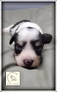 AKC Parti Toy Schnauzer