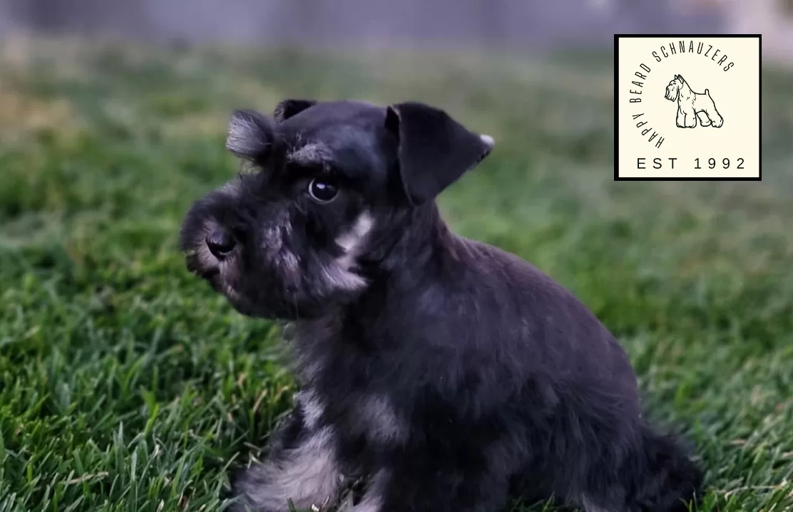 Black and Silver Miniature Schnauzer puppy