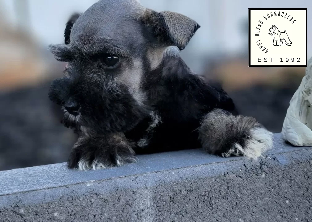 Salt and Pepper Miniature Schnauzer Puppy