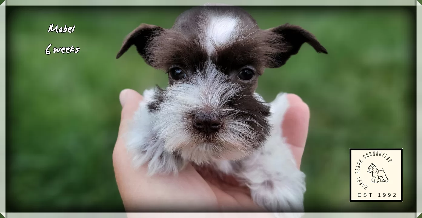 female Liver parti toy miniature schnauzer female Liver parti toy miniature schnauzer