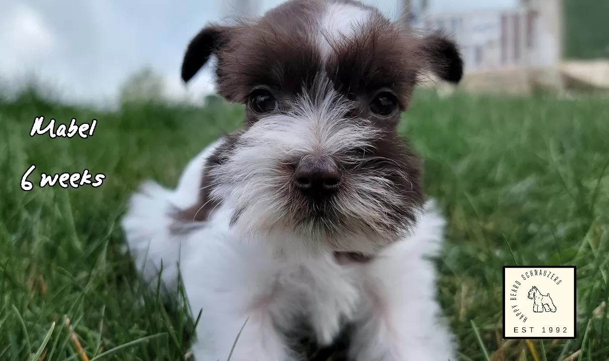 female Liver parti toy miniature schnauzer puppy female Liver parti toy miniature schnauzer puppy