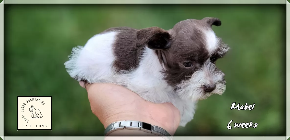 female Liver parti toy miniature schnauzer female Liver parti toy miniature schnauzer