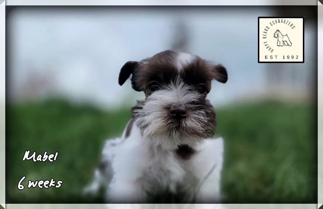 female Liver parti toy miniature schnauzer female Liver parti toy miniature schnauzer