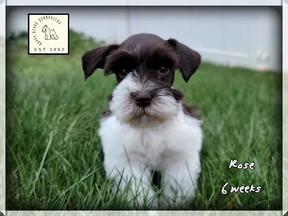 Female liver parti mini schnauzer Female liver parti mini schnauzer