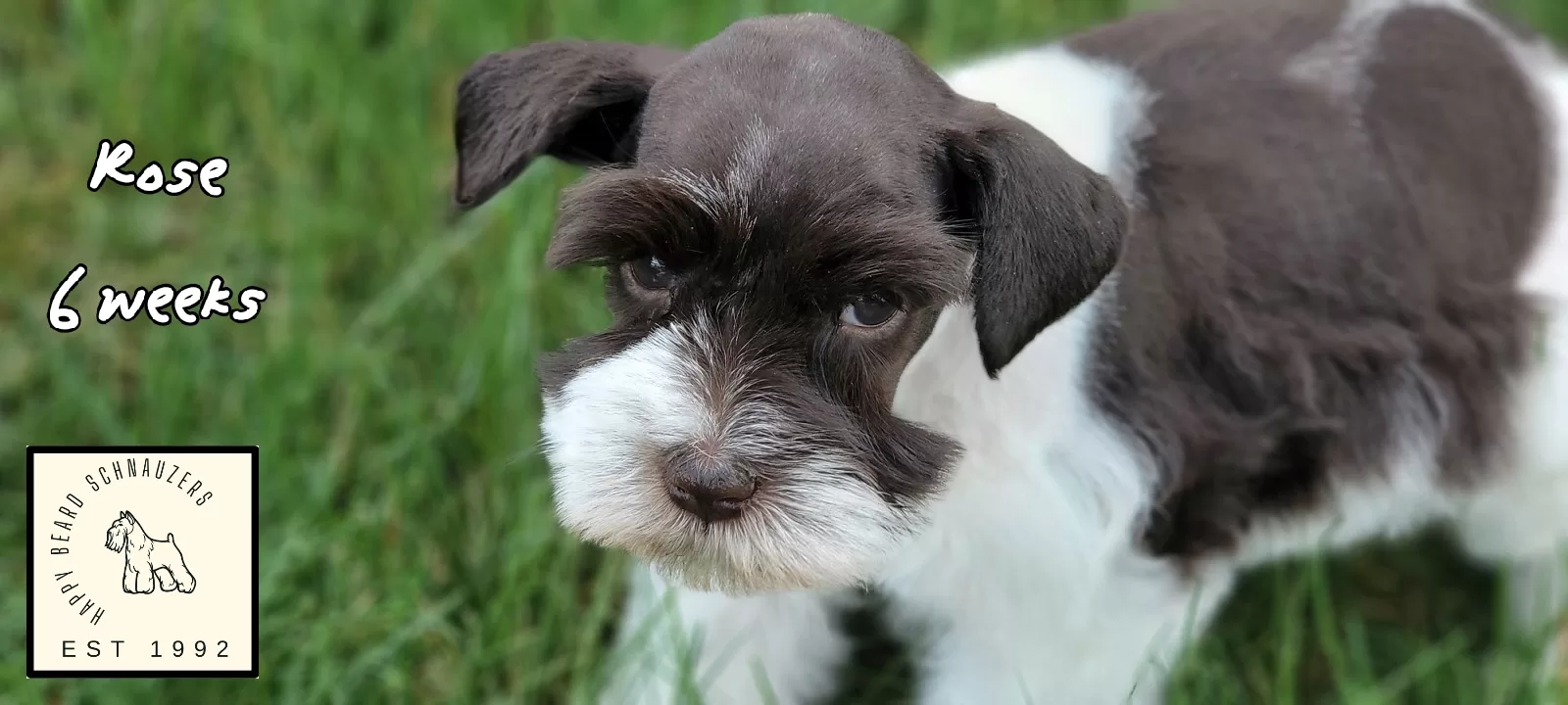 Female liver parti mini schnauzer Female liver parti mini schnauzer
