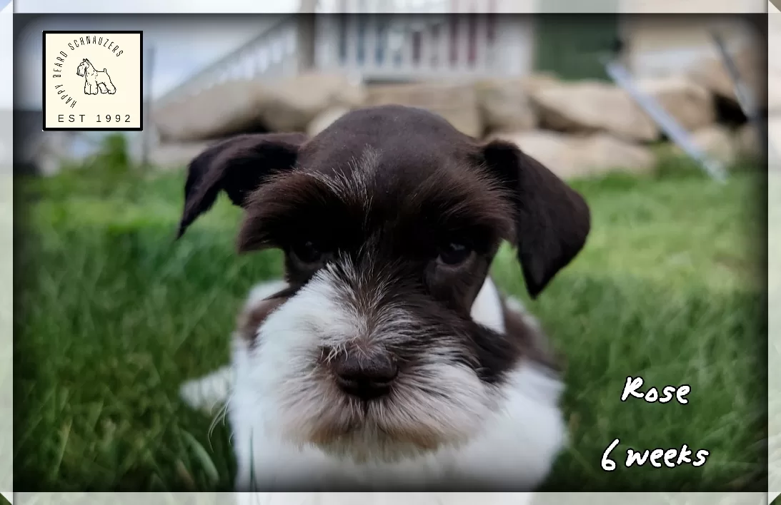 Female liver parti mini schnauzer Female liver parti mini schnauzer