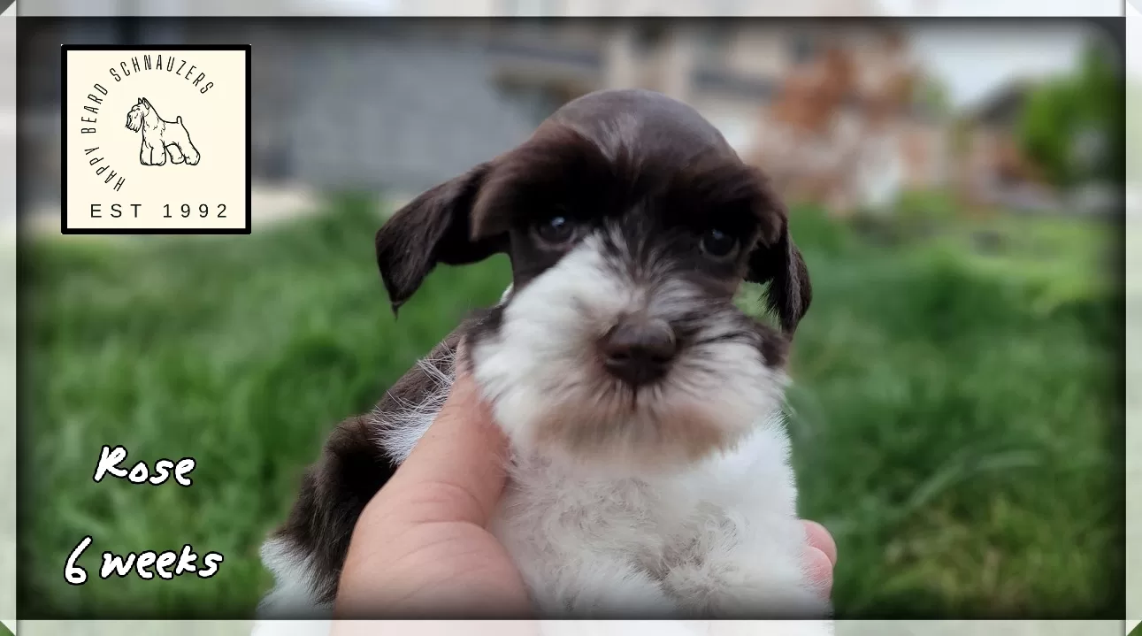 Female liver parti mini schnauzer for sale Female liver parti mini schnauzer for sale