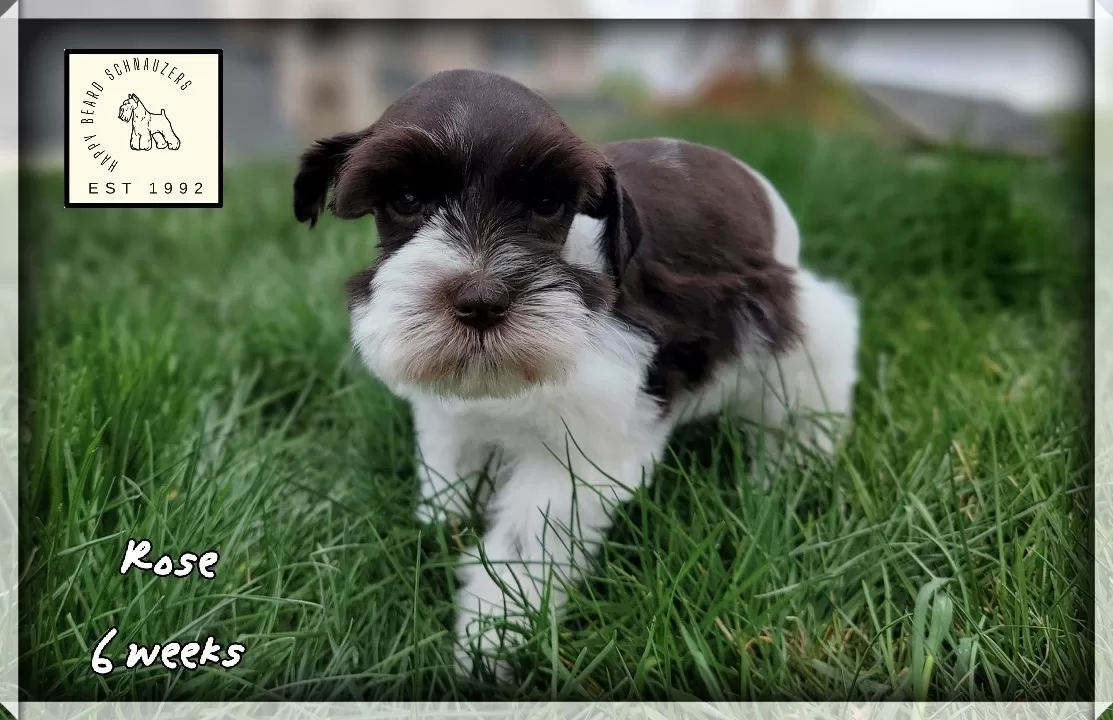 Health tested liver parti miniature schnauzer for sale Health tested liver parti miniature schnauzer for sale