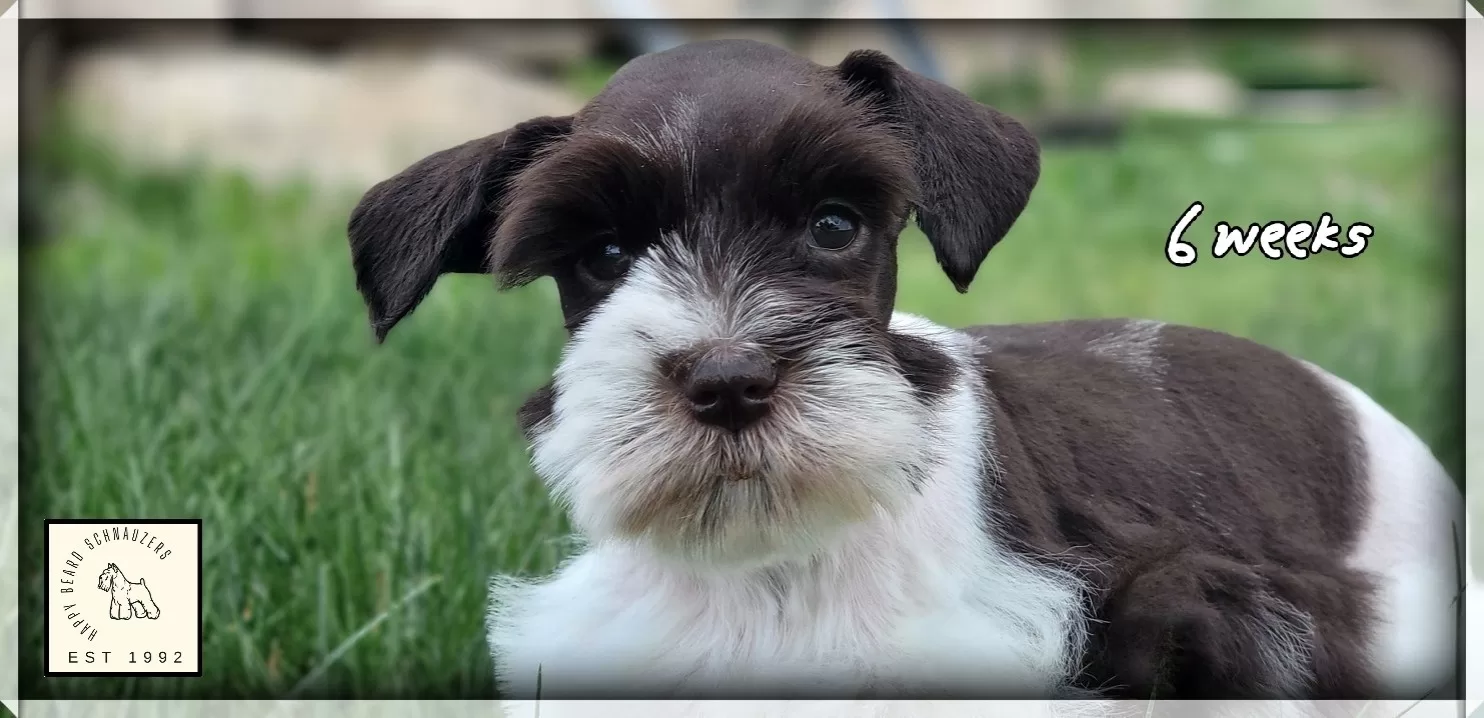 Female liver parti mini schnauzer for sale Female liver parti mini schnauzer for sale