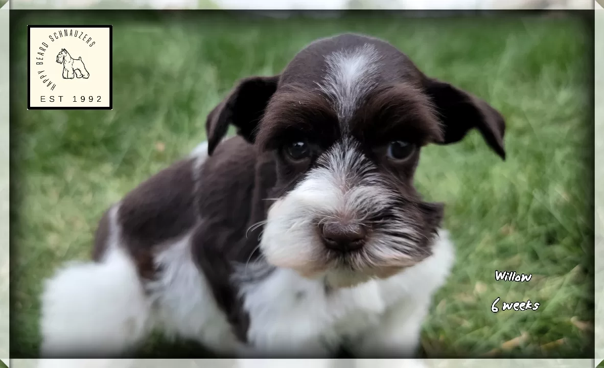 Chocolate mini schnauzer puppy for sale Chocolate mini schnauzer puppy for sale