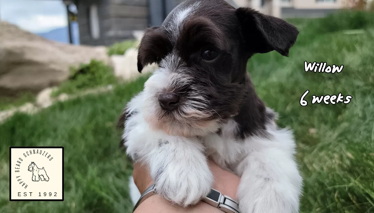 Miniature schnauzer puppy liver parti Miniature schnauzer puppy liver parti