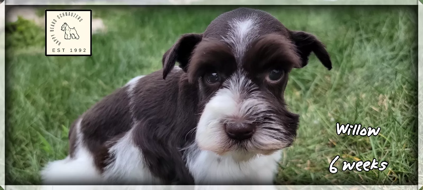 brown white miniature schnauzer puppy brown white miniature schnauzer puppy