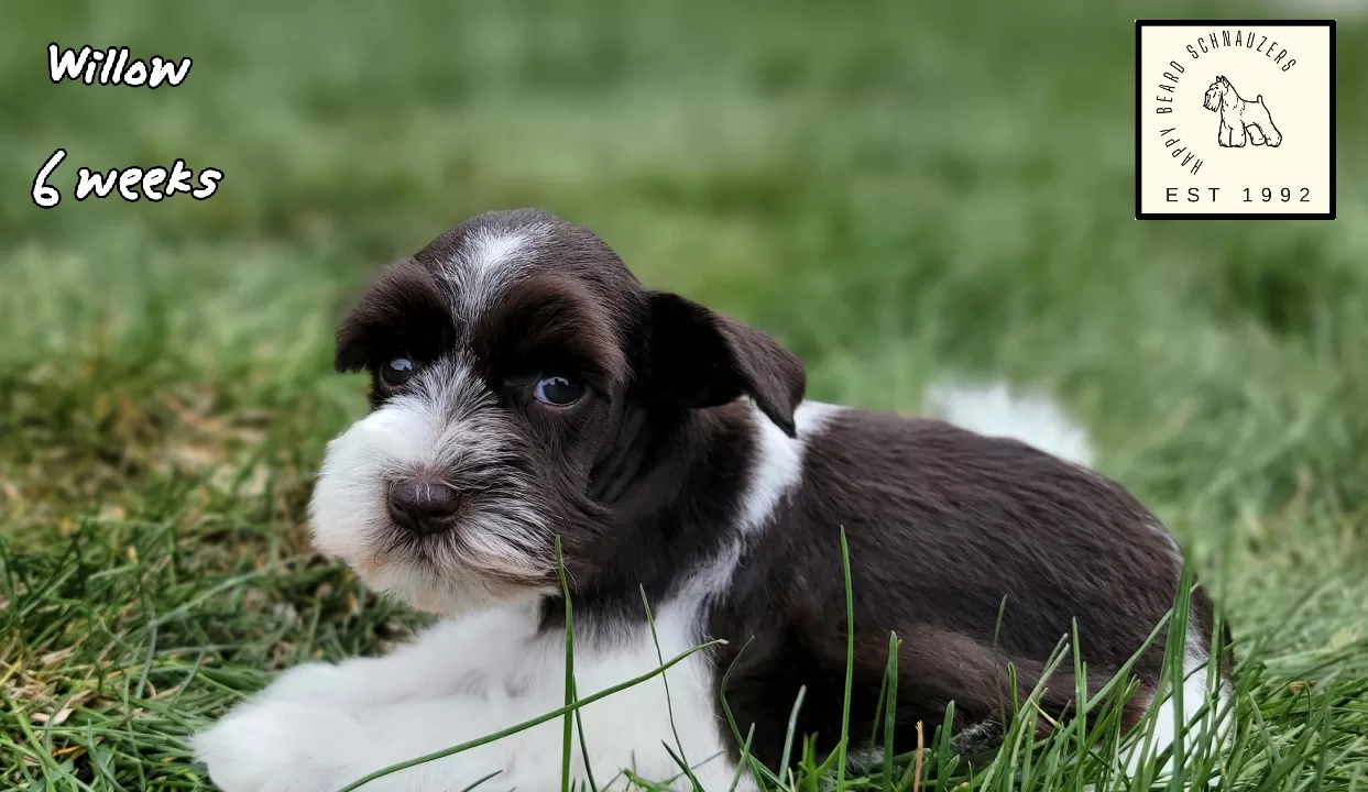 Miniature schnauzer puppy liver parti Miniature schnauzer puppy liver parti