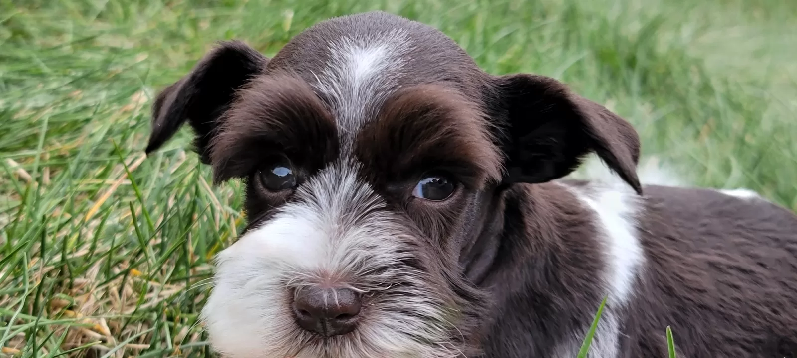 chocolate parti miniature schnauzer puppy chocolate parti miniature schnauzer puppy