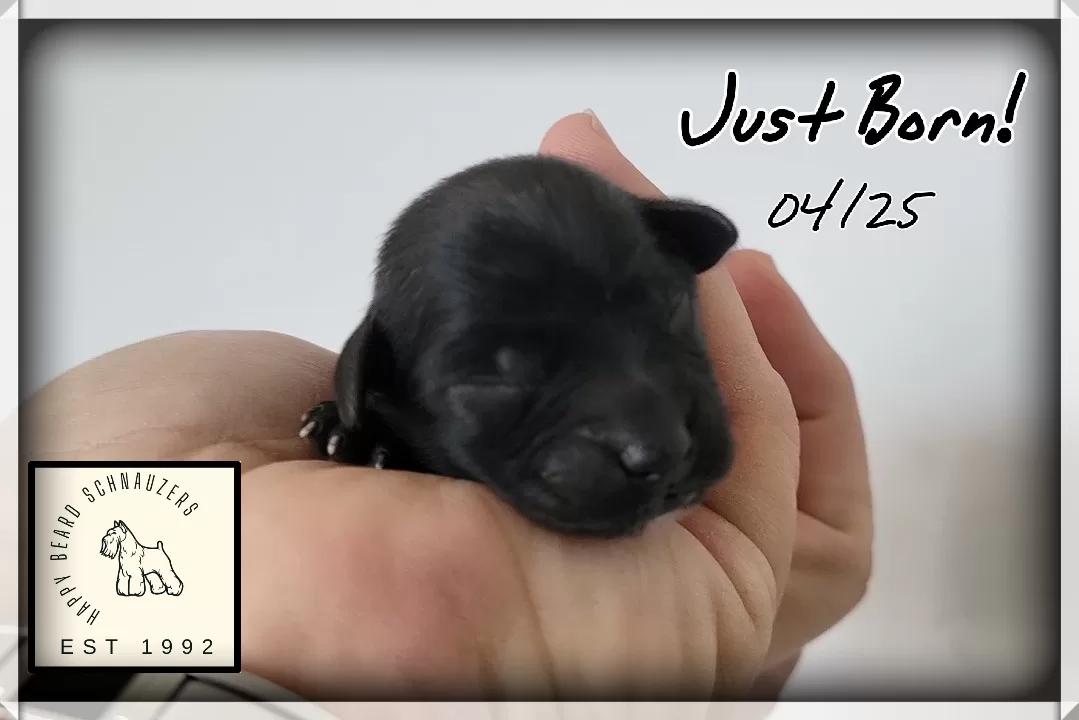 Black toy schnauzer puppy Black toy schnauzer puppy
