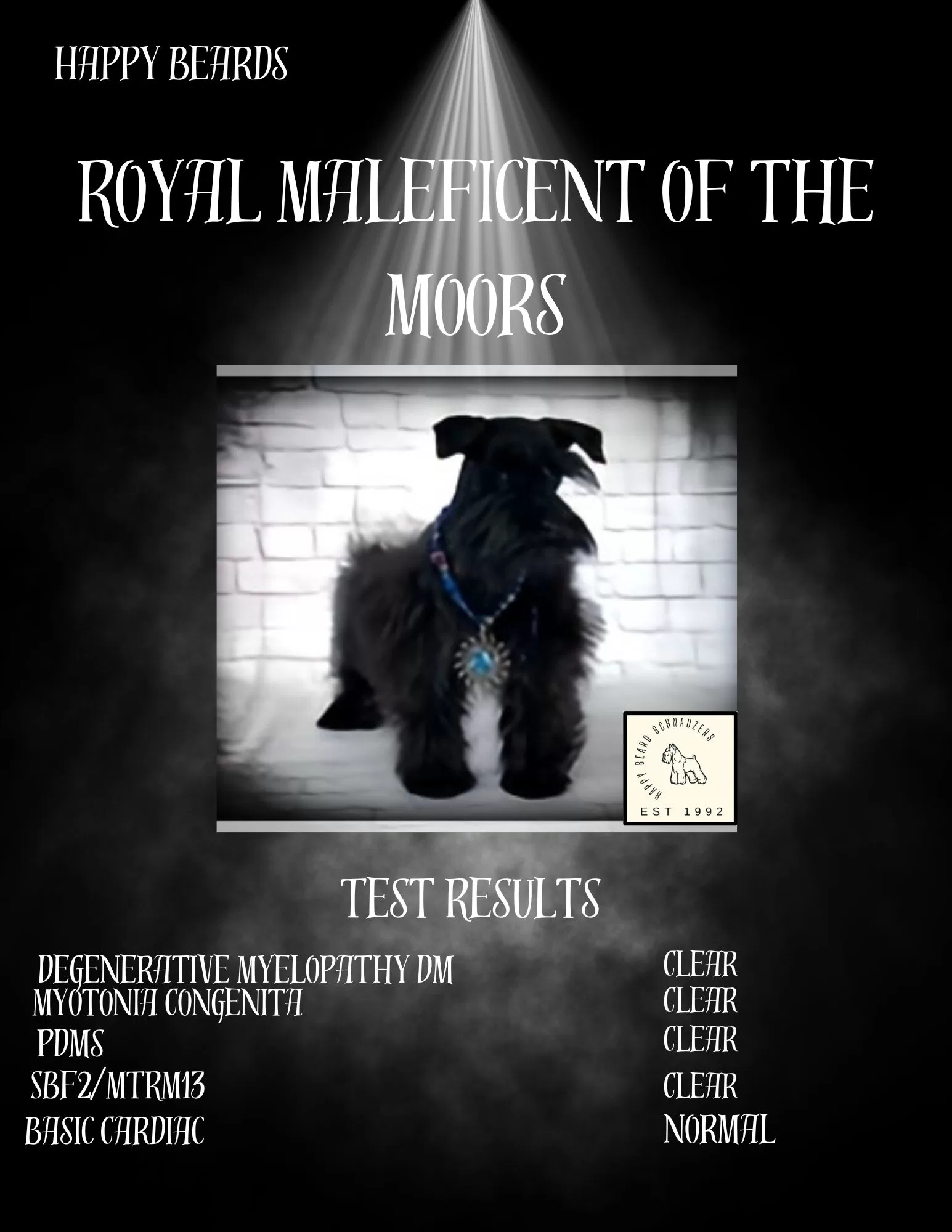 Dam Black toy miniature schnauzer Dam Black toy miniature schnauzer
