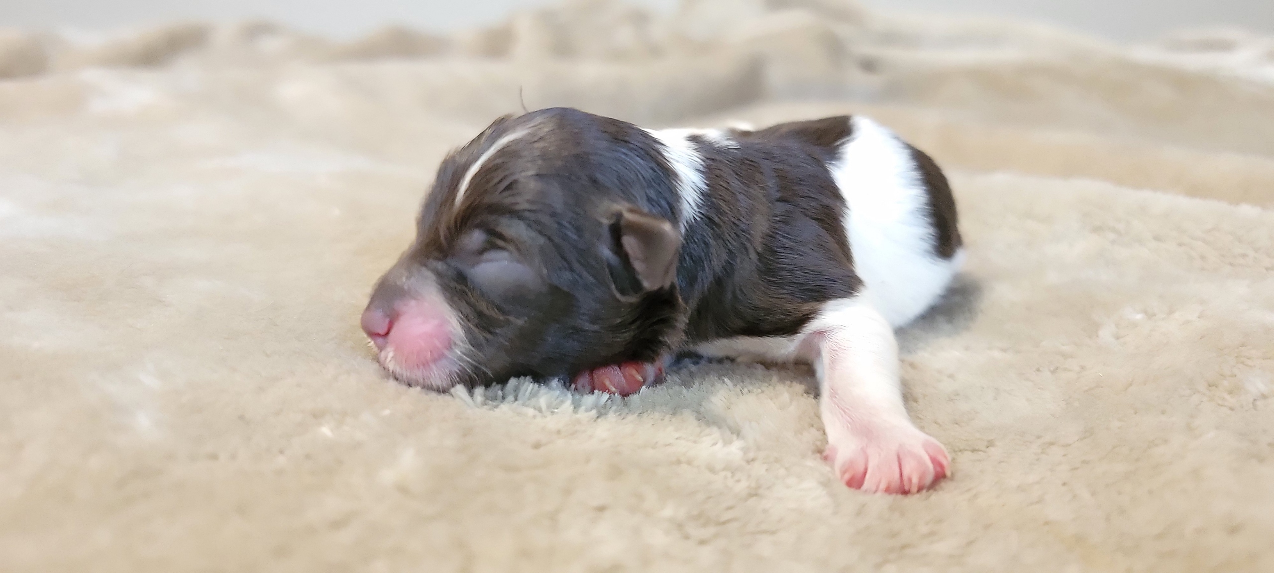AKC liver parti miniature schnauzer puppy