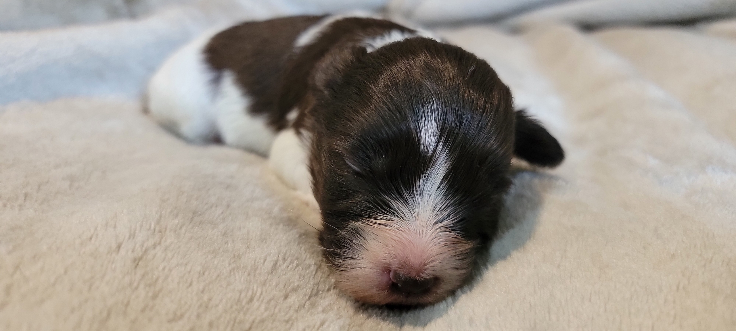 AKC Liver Parti Miniature Schnauzer puppy