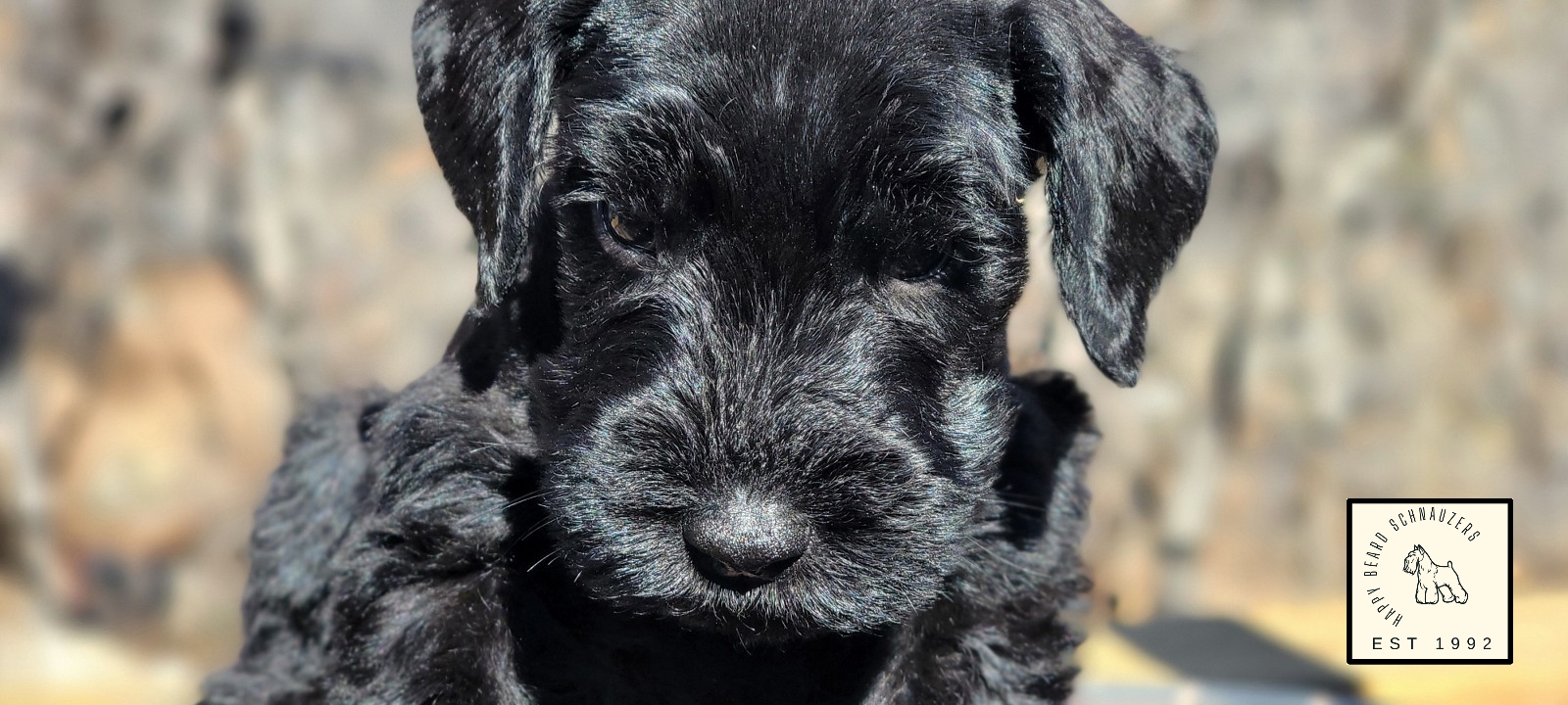 Close-up of maleGiant Schnauzer puppy face - AKC available now