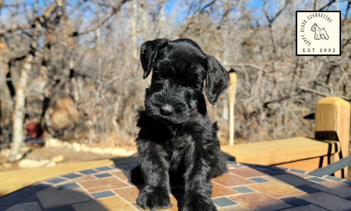 Black Male Giant Schnauzer Puppy sitting in front of trees