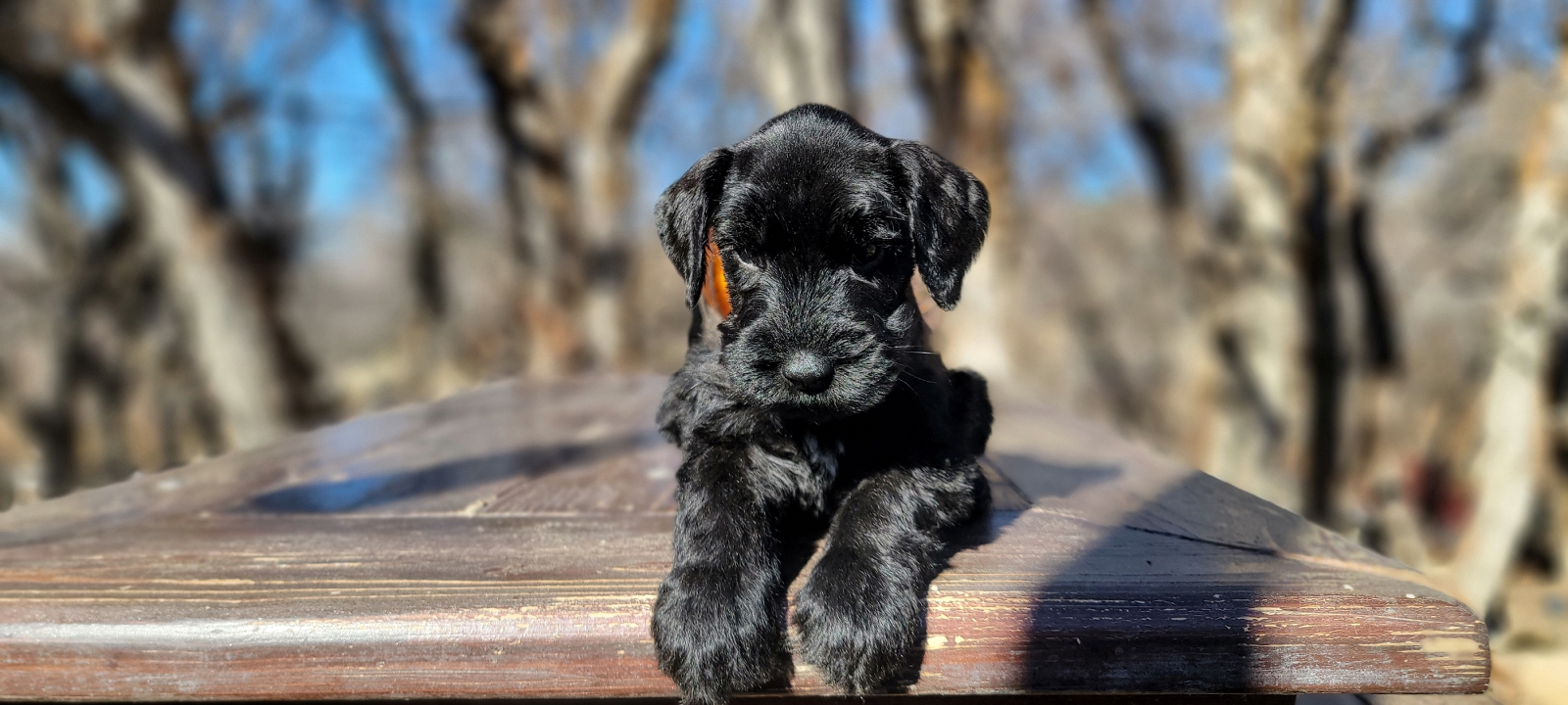 AkC Giant Schnauzer Puppy resting in a deck