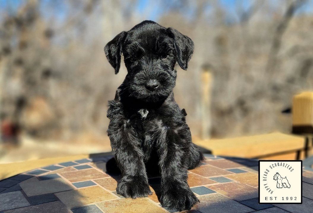 black Giant Schnauzer Puppy sitting on wooden deck-8 weeks old- available from Happy Beard Schnauzers