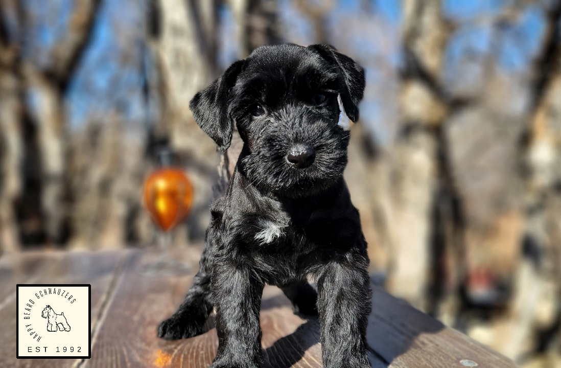 Black schnauzer puppy standing on a deck 