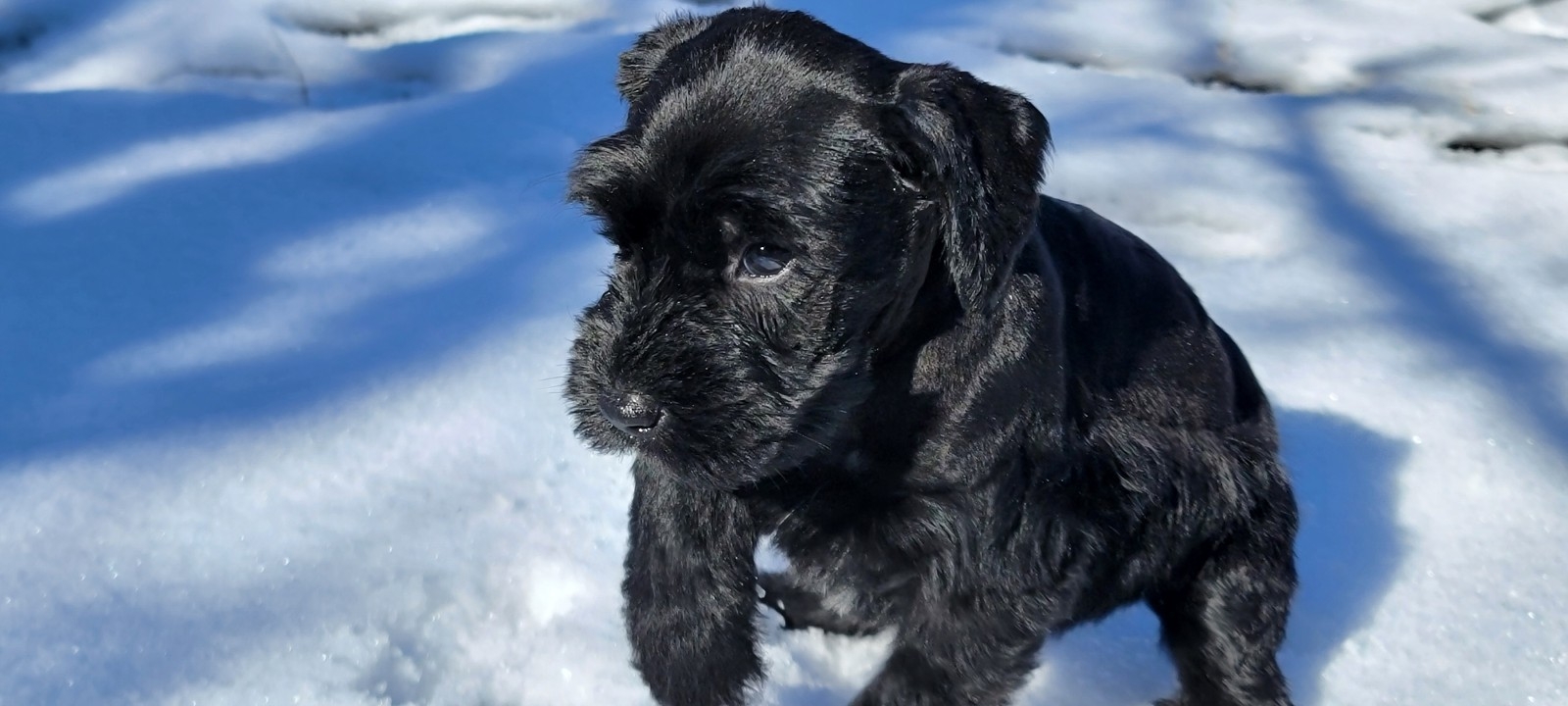 Black giant schnauzer puppy playing in the snow