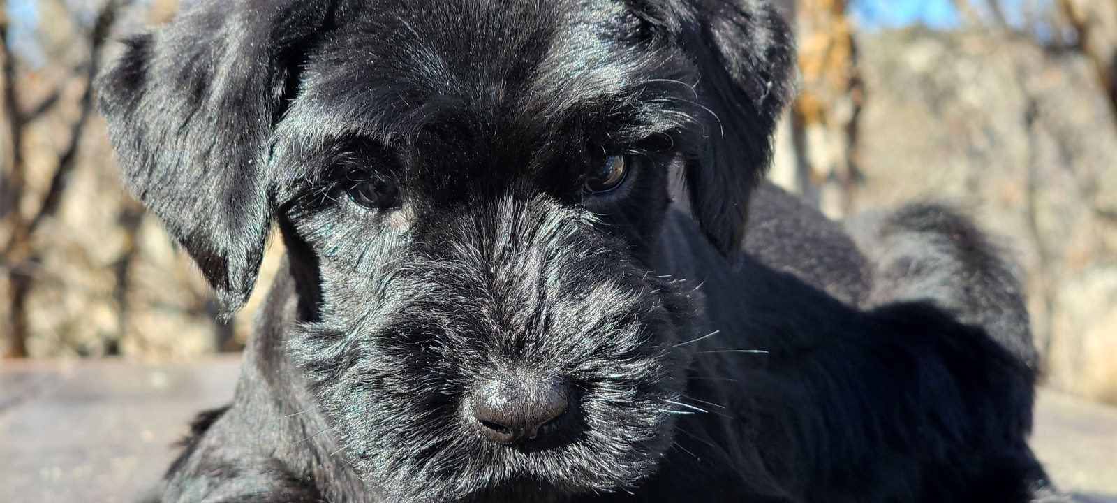Close up of a giant schnauzer puppies face