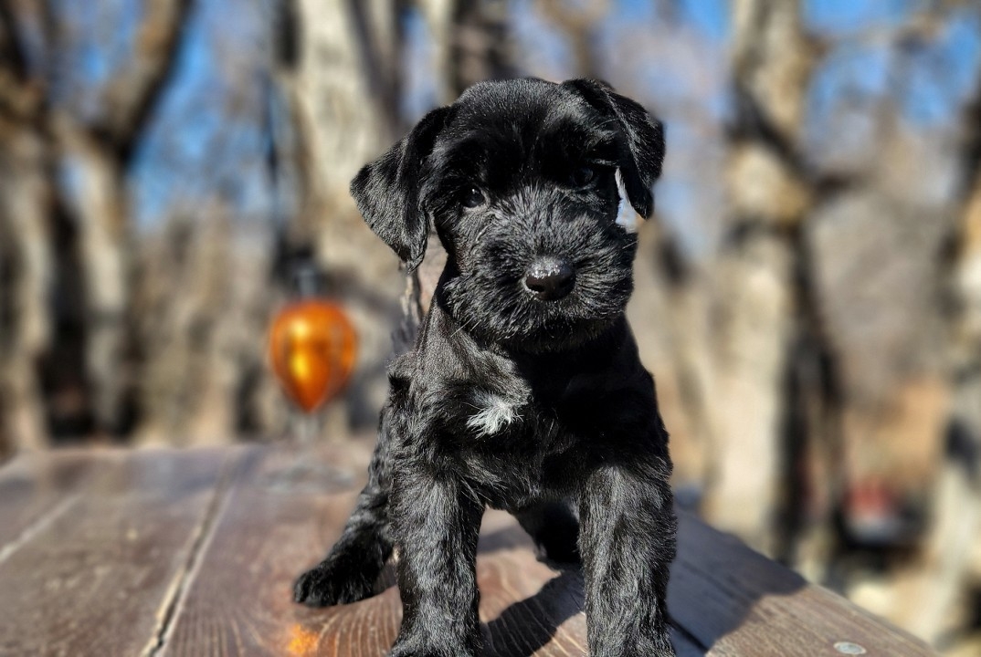 AKC female Black Giant Schnauzer Puppy with her paw resting on a deck