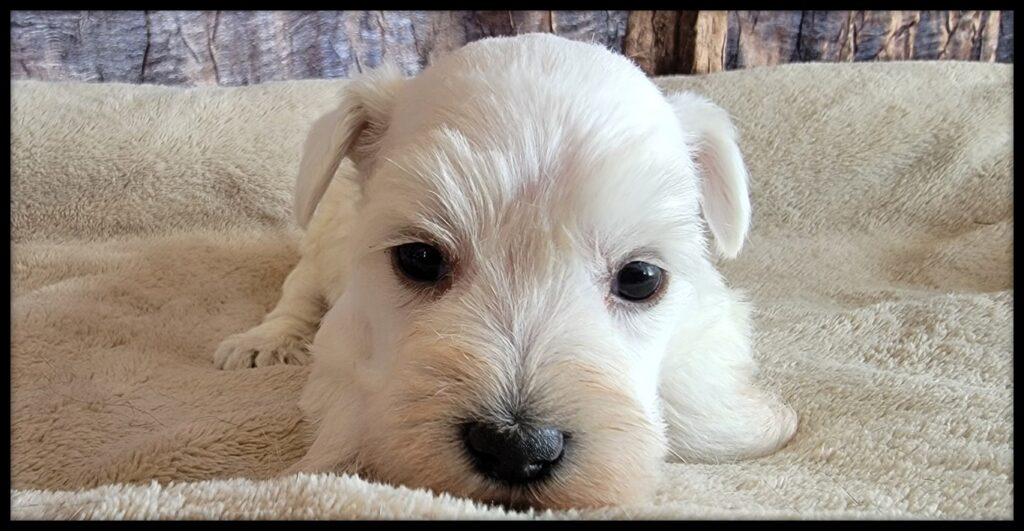 White AKC Female Miniature Schnauzer puppy